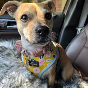 Lucy & Co. The Little Lamb Reversible Harness